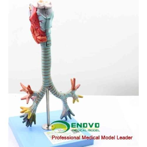 Human larynx and tracheal bronchial tree model laryngeal anatomical model pulmonary bronchoscopy demonstration