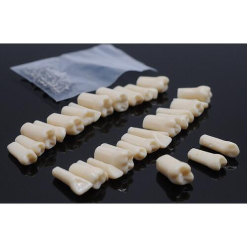 Dental Supplies Tooth Model Exam Preparation Teaching Adult Tooth in Vitro Resin