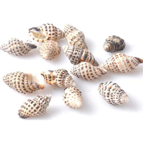 Spot Natural Spiral Seashell Muschel Hang as Decor in a Nursery Home Decoration Craft 30pcs 25-32mm TRS0059