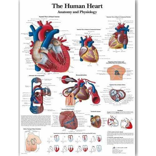 Human Heart Chart Anatomy Physiology Poster Map Canvas Painting Wall Pictures for Medical Education Doctors Office Classroom