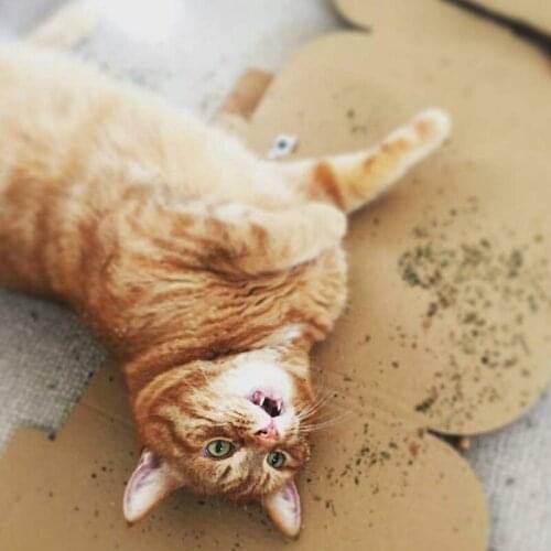 Catmint Cat Toy Premium Pet Catmint Can Be Sprinkled on Toys and Catnip Toys Pleasing Pet Toys