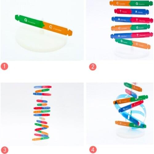 3D Human DNA Puzzle Model Early Educational Assembly Blocks for Preschool Kids