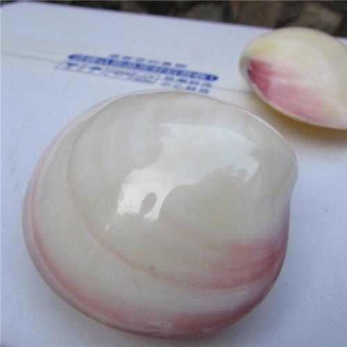 HappyKiss Powder quahog natural conch shell white pearl crafts sallei exquisite gift decoration diy