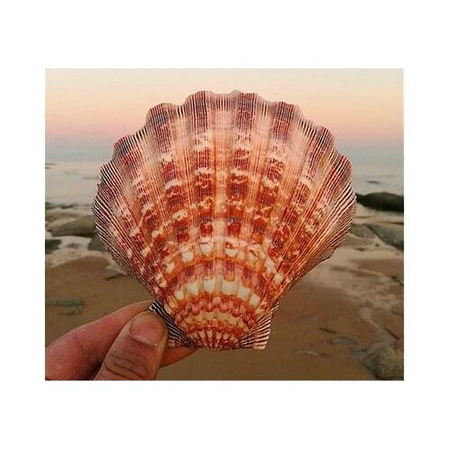 Natural Conch Large Scallop Shell Lion Claw Shell Fish Tank Decoration Aquarium Landscaping Creative Home Furnishing Decoration