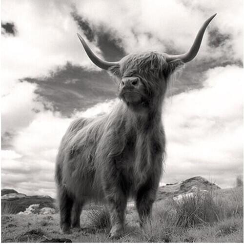 Linxiaofei Painting Flowers By Numbers