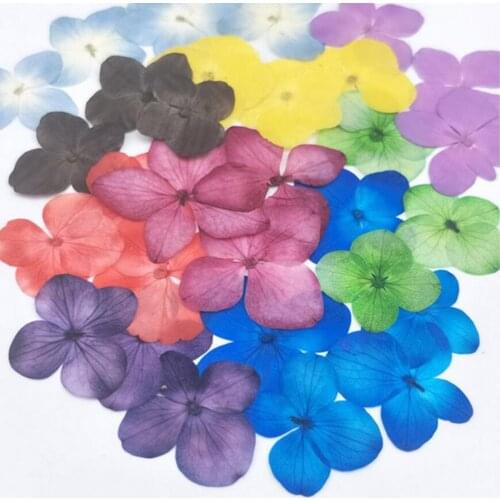 250pcs Pressed Dried Absorbed Dyed Hydrangea Macrophylla Flower Plants Herbarium For Jewelry Phone Case Bookmark PostcardDIY