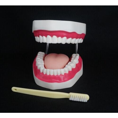 4 Times Magnification Dental Study Teach Clear Teeth Model Tooth Education