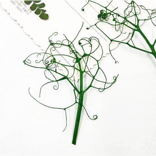 16pcs,Natural Pressed eternal Flowers Pea seedlings,DIY Wedding invitation Craft gift Bookmark Decoration,Scented candle decor
