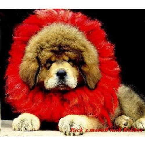 Tibetan Handicraft Mastiff Kekhor for Pet Dog Puppy Red Real Yak Hairs Zang`ao 2 Layers Warm Collar for Puppy Free Shipping