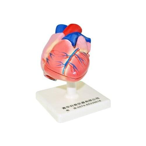 Heart anatomical model 11 human organ biomedical teaching