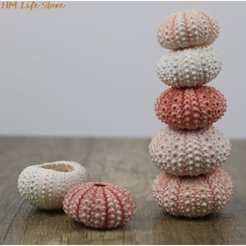 2Pcs/lot New 3-4cm Natural Sea Urchin Shell Conch Tillandsia Potted Plant Wedding Home Decoration DIY Window Design Decorations