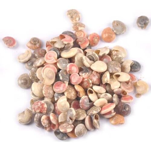 100Pcs Natural Mini Spiral Seashell For Glass Bottle Home Decoration Shells Handmade Accessories Nautical Brach Decor DIY Crafts