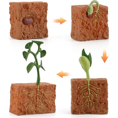Childrens creativity, science, education, cognition, plant growth cycle model, seed germination, seedling process, solid static