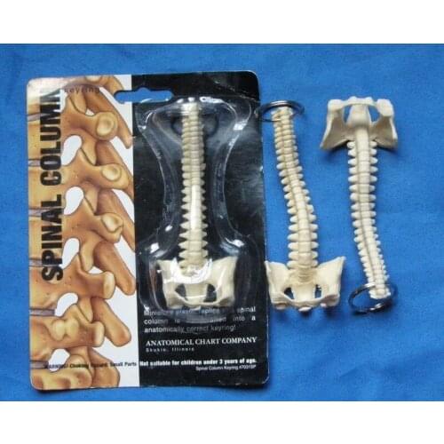 Vertebral joint Keyring Spine model accessories free shipping