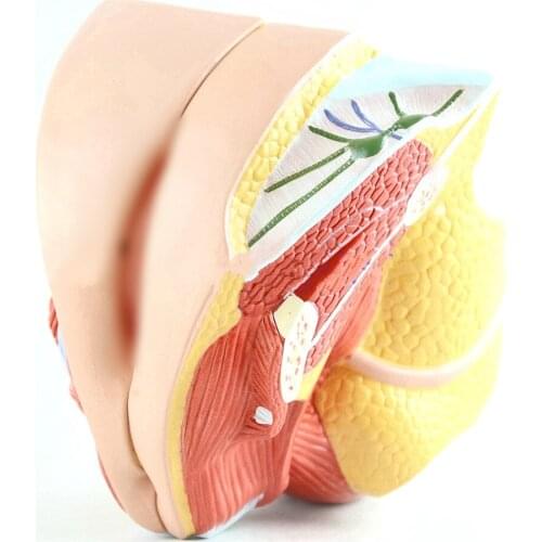 PVC Female reproductive system model uterus and fallopian tube Health guidance High quality medical display model 20*17*14 cm