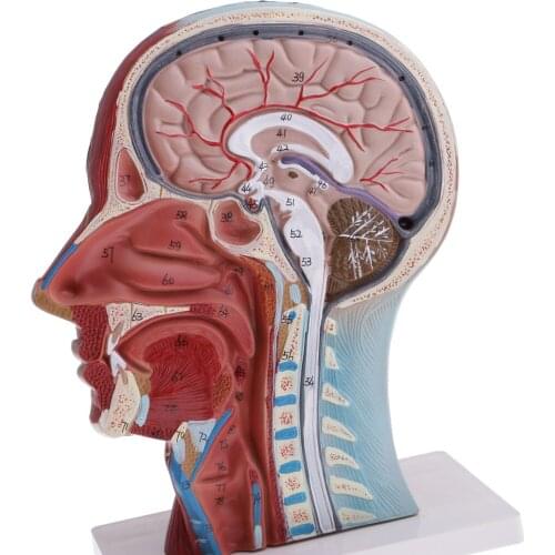 Median Section Of 1:1 Lifesize Human Head & Neck & Superficial Muscle Nerve Model Educative Lab Supplies