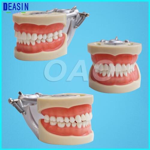 Teeth Teaching Model dentist student learning model Dental Soft gingiva 200H Type Removable Teeth