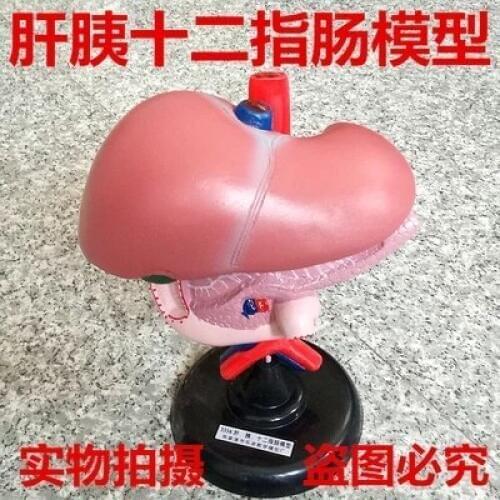 Biomedical teaching instrument for the model of hepatic pancreaticoduodenum.free shipping