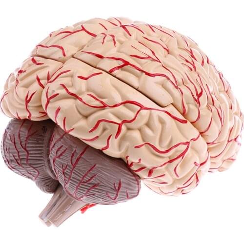 Advanced Realistic Anatomical Model Hand-assembly For Teaching