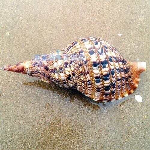 FAMOUS SNAILS PHOENIX TAIL SNAIL 25-38 CM HOME FORTUNE GIFT COLLECTION MICRO-LANDSCAPE MEDITERRANEAN HOME DECORATION CRAFTS GIFT