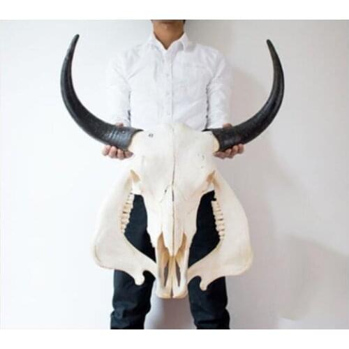 Head Arts Natural yak skull crafts tau sheepshead decorations special mural handicraft Specimens of white hanging ornaments