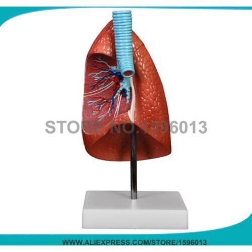 Lung anatomy model Human Lung Model