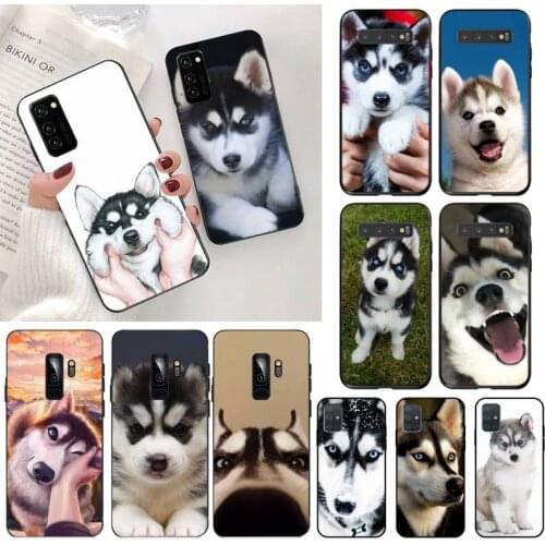 Cute Siberian Husky dog Phone Case for Samsung Galaxy S20 FE plus Ultra S6 S7 edge S8 S9 plus S10 5G lite 2020