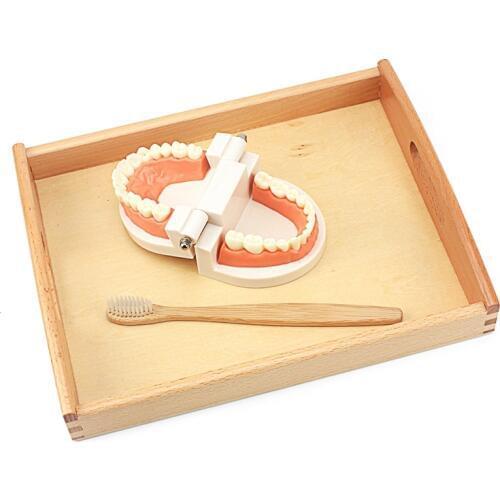Toddler Montessori Practical Life Simulated Tooth Toy Brushing Tooth Aids Real Wood Brush with Tray Preschool Toys for Children