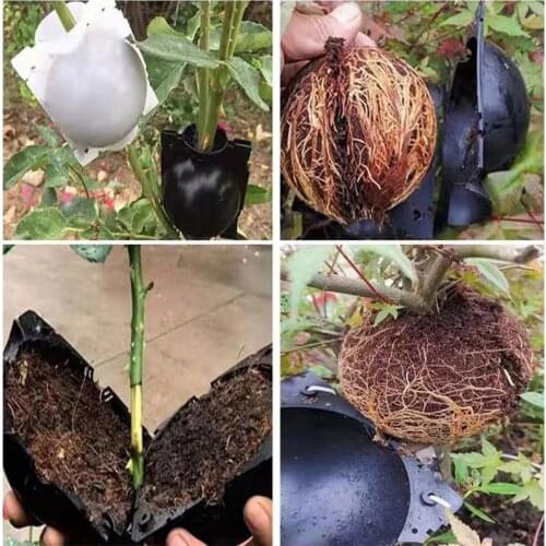 HEMAN Plant Rooting Ball Grafting Rooting Growing Box Breeding Case Plant Root Growing Box For Garden 5/8cm In Diameter