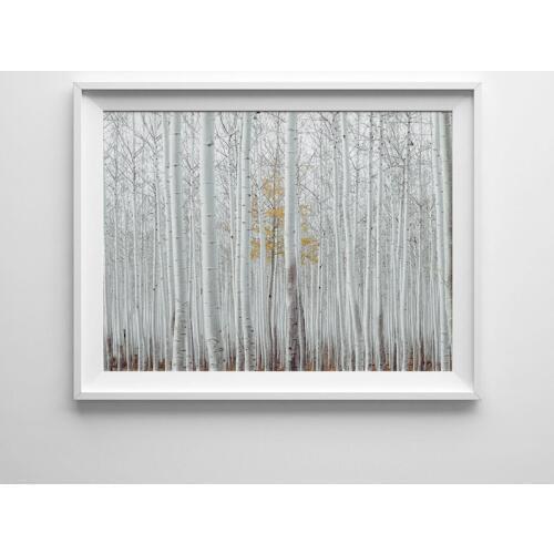 Birch Tree Photography Canvas Art Prints And Posters Woodland Canvas Painting White Wall Picture Home Living Room Nordic Decor