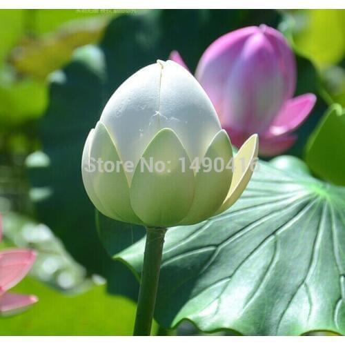 5pcs Artificial Lotus bud with stem Water Lily For DIY Garden Pool Decoration dance props