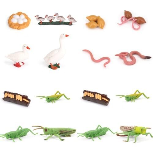 Simulation Animal Insect Model Mini Animal Praying Mantis Growth Cycle Ornament Plastic Models Action Figures Educational Toy