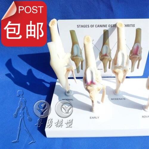 Canine Osteoarthritis 4 stage Dog Knee Canine Arthritis Anatomy Anatomical Model Skeleton esqueleto anatomia