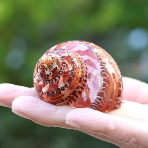 Ancient Chinese Snail Cat Eye Chinese Sea Snail Natural Shell Fish Tank Landscape Design Home Decoration Scallop Fish Specimens