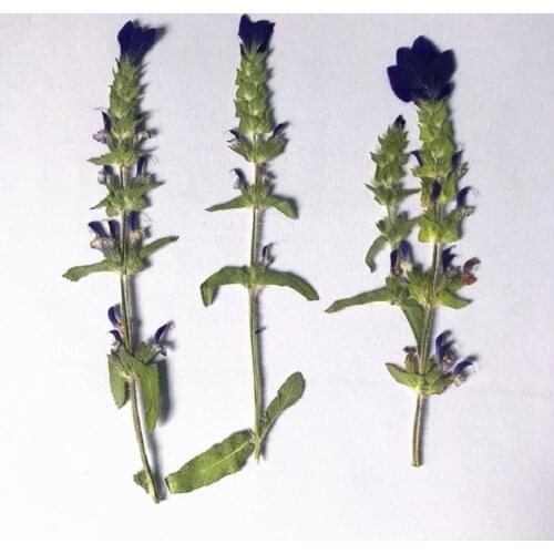 60pcs Pressed Dried Flower Salvia japonica For Epoxy Resin Jewelry Making Makeup Face Bookmark Nail Art Craft DIY