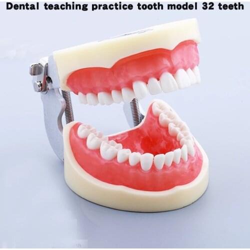 Dental Lab Instrument 32 Removable Teeth Typodont Model Oral Teaching Resin Reeth Materials Dentist Tools