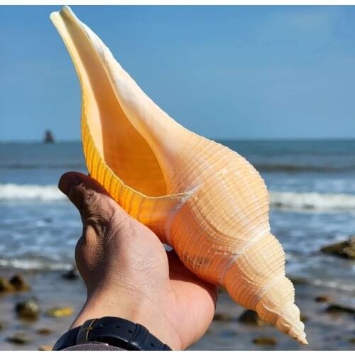 Natural Conch SeaShells Australia Long Snails Dafa Screw Secret Patriarchal Taoist Horn Hemifusus Colosseus Decoration