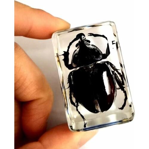 Fashion Black Beetle Insect Taxidermy Embedding Vogue design beelte paperweight
