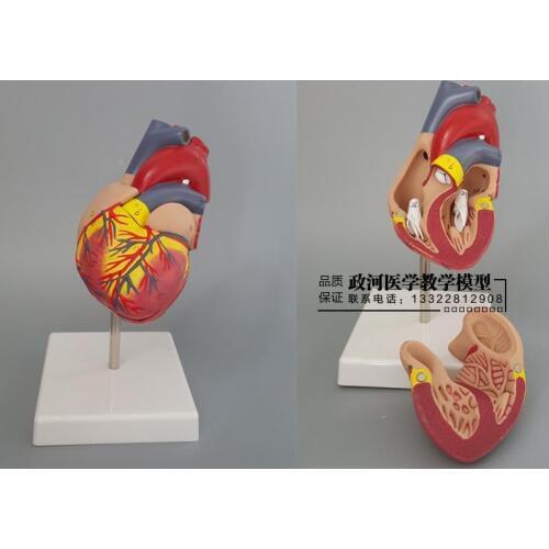 Medical humanskeleton anatomical model DELUXE HEART ANATOMY 1:1 SIZE MODE heart model with esqueleto humano anatomia