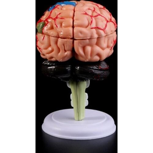 2021 New 4D Disassembled Anatomical Human Brain Model Anatomy Teaching Tool Statues Sculptures School Use