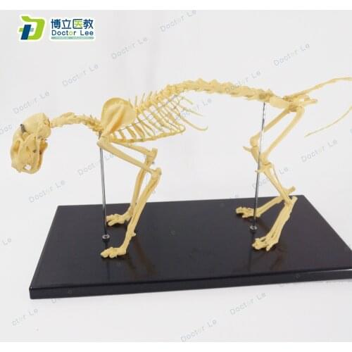 Anamil Skeleton Anatomical Small Cat Skeleton Model with Stand for Veterinary Teaching Demonstration