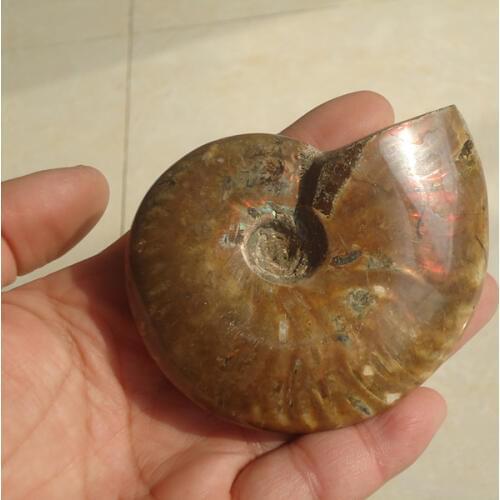 Free shipping RARE Iridescent AMMONITE AMMOLITE SHELL GEM FOSSIL SPECIMEN HEALING 140g JX1739