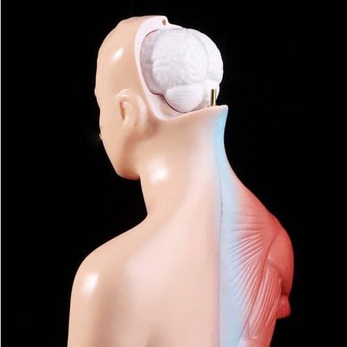 Mannequin 28CM trunk human anatomy viscera removable medical AIDS skeleton