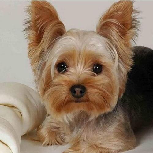 Animal Yorkshire Terrier DIY Cross Stitch 11CT Embroidery Kits Craft Needlework Set Printed Canvas Cotton Dropshipping