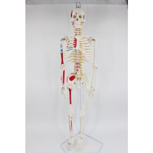 85CM Human skeleton model with nerve vascular color mark educational teaching model