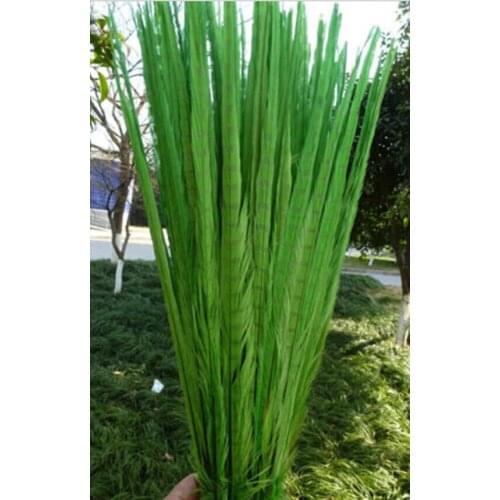 New! Apple green 50 pc pretty high quality bleached dyed pheasant tail feathers, 20-22 "/ 50-55cm, DIY jewelry decoration