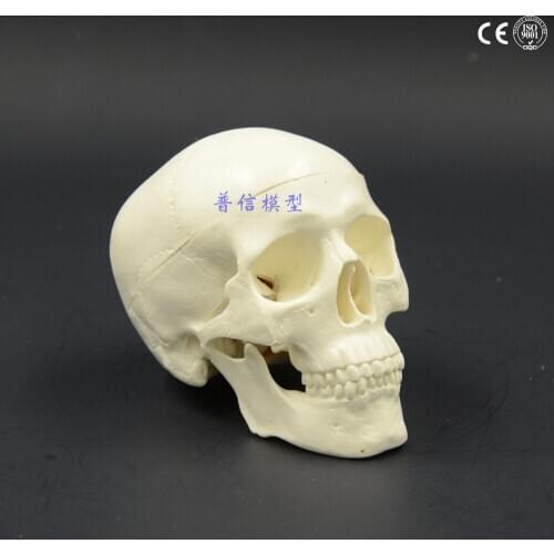 Human mini skull model skeleton model Medical Science teaching supplies