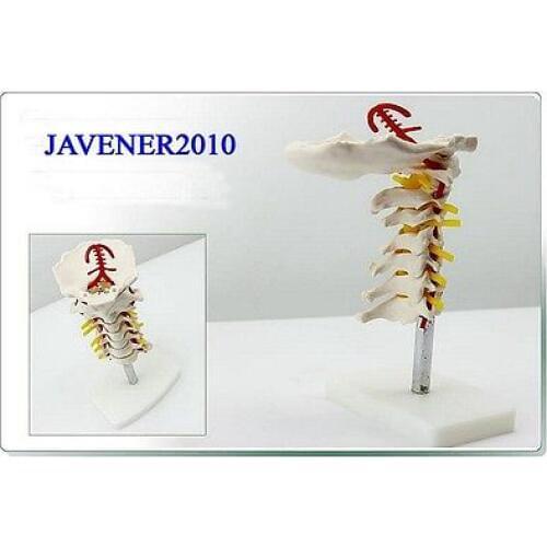 Human Anatomical Cervical Vertebra Medical Model Carotid Artery Flexible