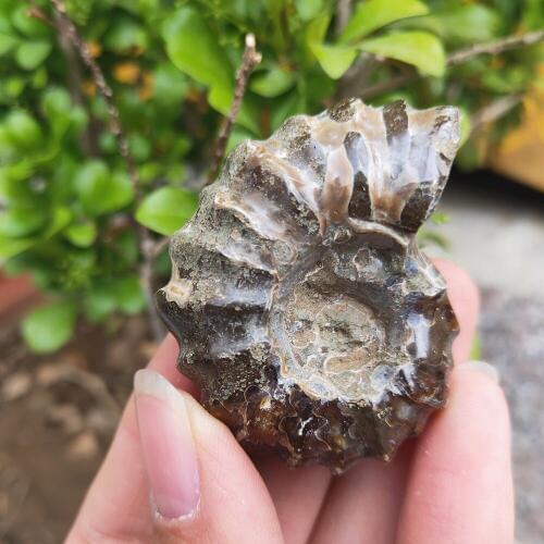 Madagascar Mineral samples fossil conch Natural reiki fossil shell crystal healing gift Apophyllite