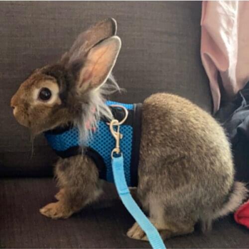 Totoro Hamster Golden Bear Mink Rabbit Rope Small Pet Traction Rope Rabbit Special Vest-style Chest Strap Rabbit